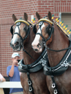 Horses at State Fair